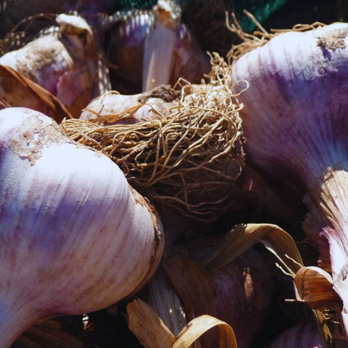 Mulching orgánico: un aliado para el cultivo de ajo Mulching orgánico: un aliado para el cultivo de ajo