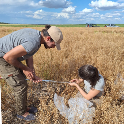 Energía limpia y suelos saludables con camelina, nuevo actor en el agro pampeano