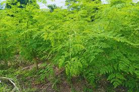 Moringa: cultivo alternativo para algunas regiones