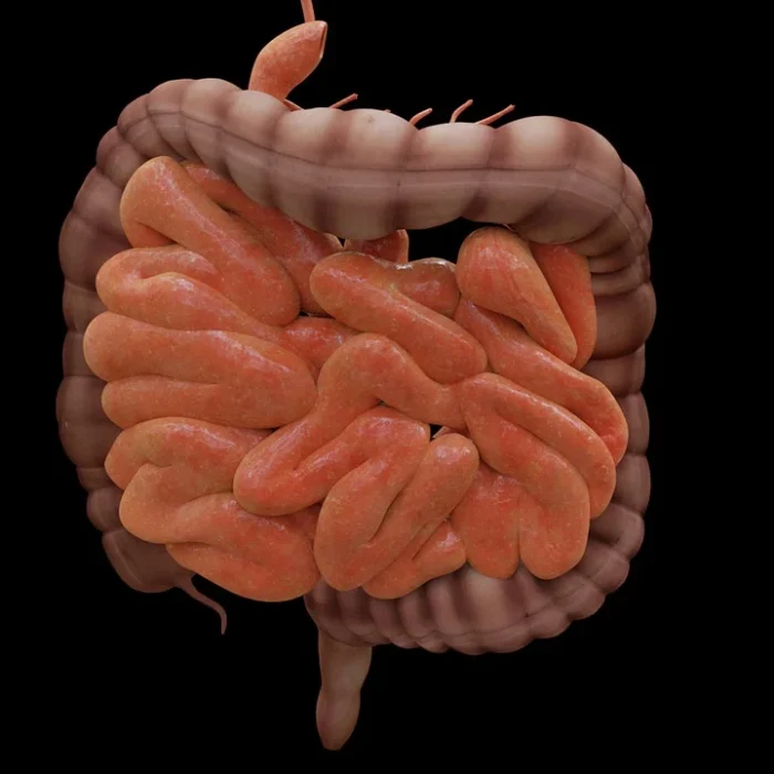 Síndrome del intestino irritable: un análisis de sangre podría guiar una mejor dieta para aliviar los síntomas