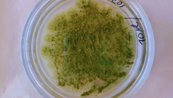 Desarrollan un extracto vegetal con poder antifúngico