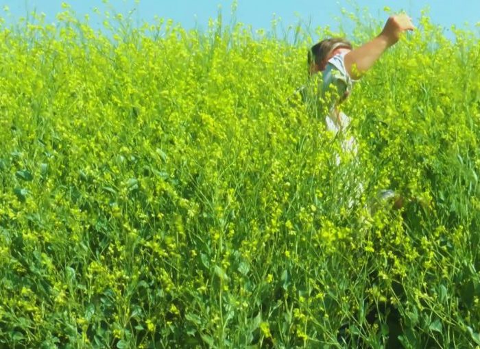 Colza: una alternativa estratégica para los cultivos de invierno