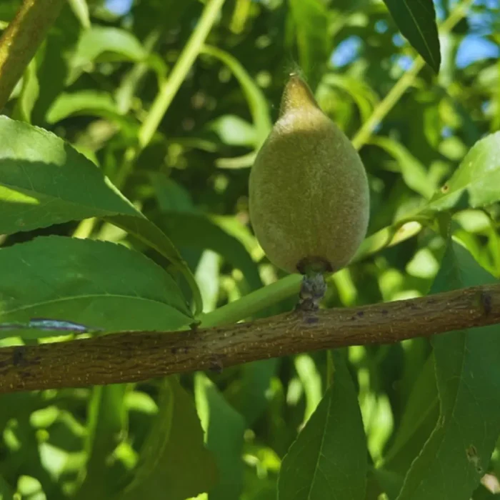 Requerimientos de temperatura en almendros