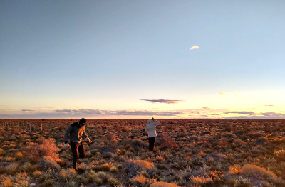 En la Patagonia, pastos y arbustos conviven para producir más