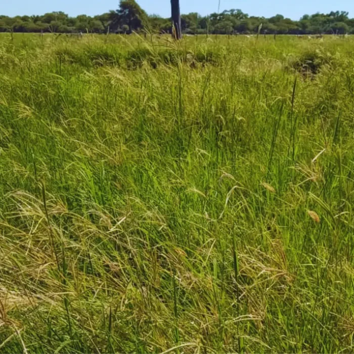 Pasturas megatérmicas para mejorar la productividad ganadera