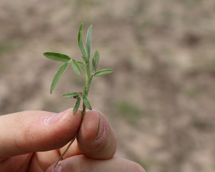 Desarrollan pasturas nativas más persistentes y nutritivas para optimizar rendimientos en la producción de carne bovina