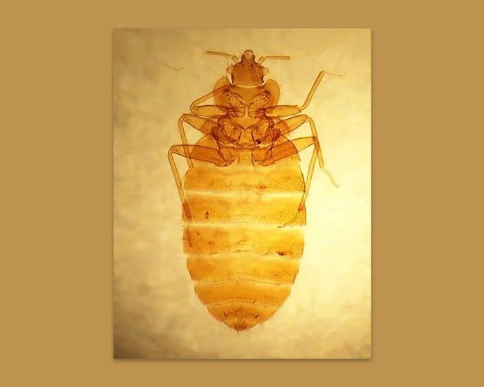 Testean una droga usada contra enfermedades genéticas humanas para combatir insectos que se alimentan de sangre