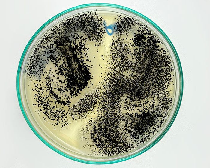 Desarrollan productos biotecnológicos para mejorar la calidad de las pasas de uva