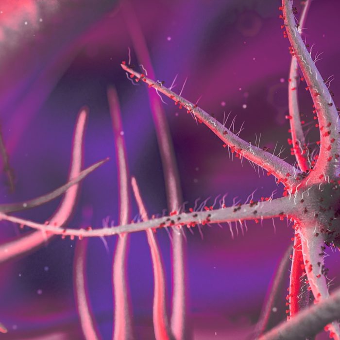 Dos bacterias se asocian con la gravedad de la esclerosis múltiple Dos bacterias se asocian con la gravedad de la esclerosis múltiple