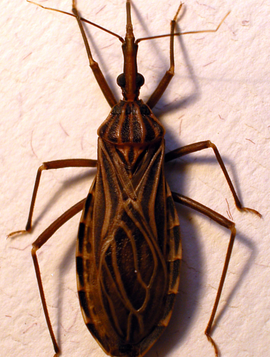 Enfermedad de Chagas: una infección silenciosa que afecta a más de 6 millones de personas en el mundo
