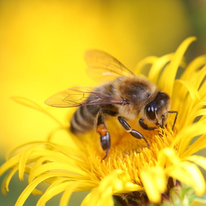 El potencial de la flora nativa para el manejo apícola
