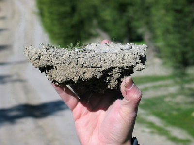 Intensificación agrícola: Cómo mejorar los suelos con más cultivos