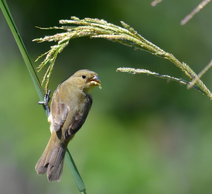 Pastizales urbanos del AMBA: Un refugio de biodiversidad en peligro