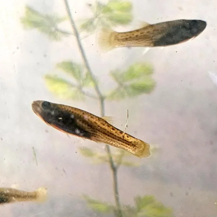 Peces gratis contra el dengue: la novedosa iniciativa de la UBA