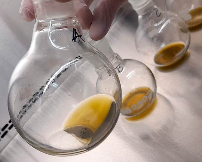 Bioinsumo para combatir hongos que afectan a semillas oleaginosas y cereales almacenados