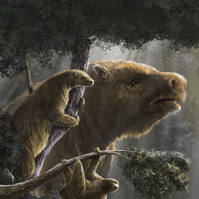 Un exhaustivo estudio sobre los perezosos gigantes que sorprende
