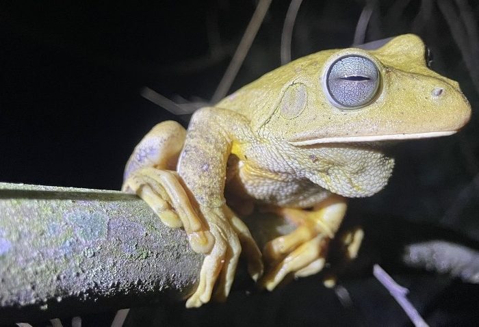 Comprueban que la preservación de los corredores de bosques nativos es crucial para la supervivencia de la fauna de Misiones
