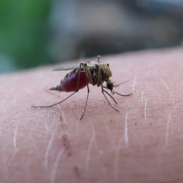 Instan a ampliar el acceso al diagnóstico y tratamiento de la Malaria