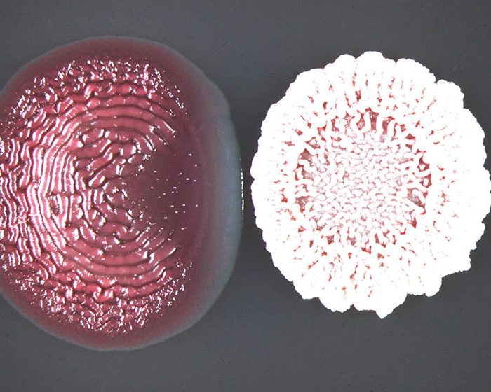 Estudian efectos poco conocidos de los antibióticos sobre las comunidades bacterianas
