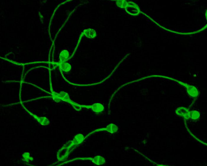 Logra aumentar tasas de éxito de reproducción asistida en estudios preclínicos y clínicos