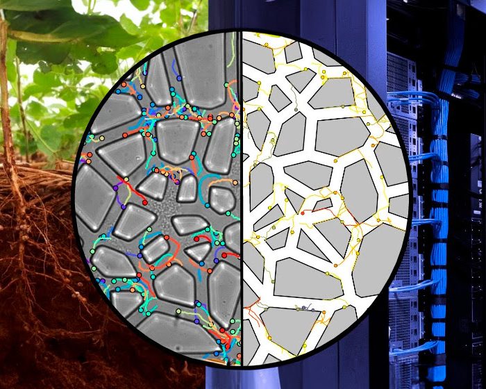 Dispositivos que imitan suelos agrícolas para estudiar la acción de bacterias promotoras del crecimiento vegetal