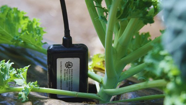 Equipo para automatizar el sistema de riego con IA para invernaderos
