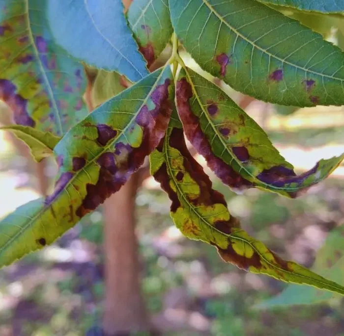 Desarrollan herramienta para cuantificar la mancha negra del pecán