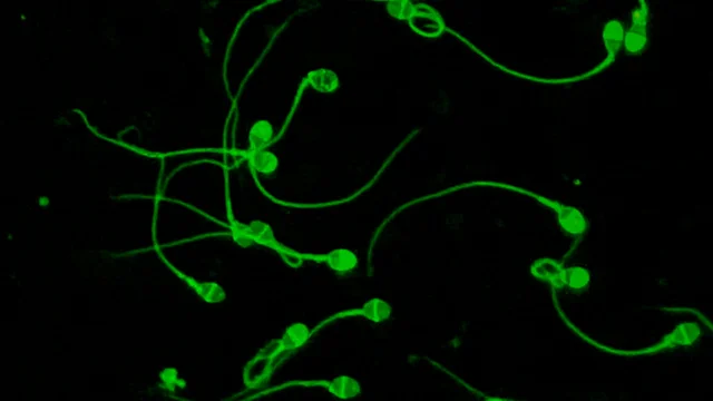 Una tecnología creada por argentinos aumentó las tasas de éxito en tratamientos de reproducción asistida