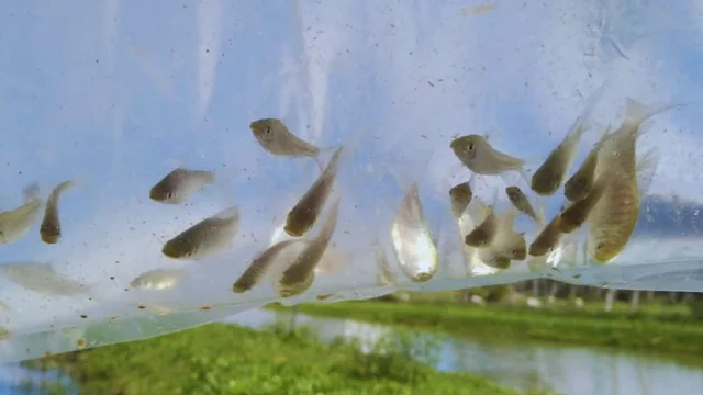 Utilizan peces nativos para controlar mosquitos en ambientes urbanos y reducir el uso de insecticidas químicos