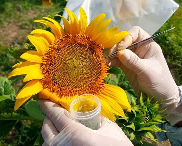 Girasol: revelan mecanismo que podría abrir camino hacia nuevas estrategias de mejoramiento genético