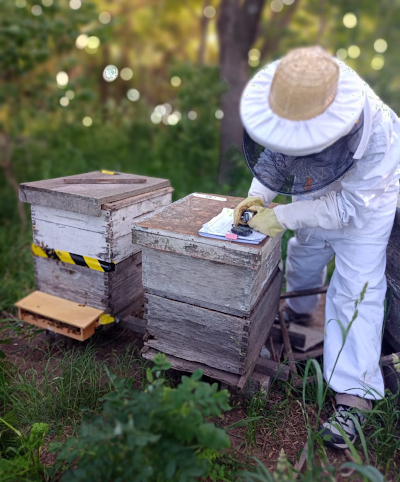 Polinización en riesgo: Las abejas pierden capacidades clave por los agroquímicos