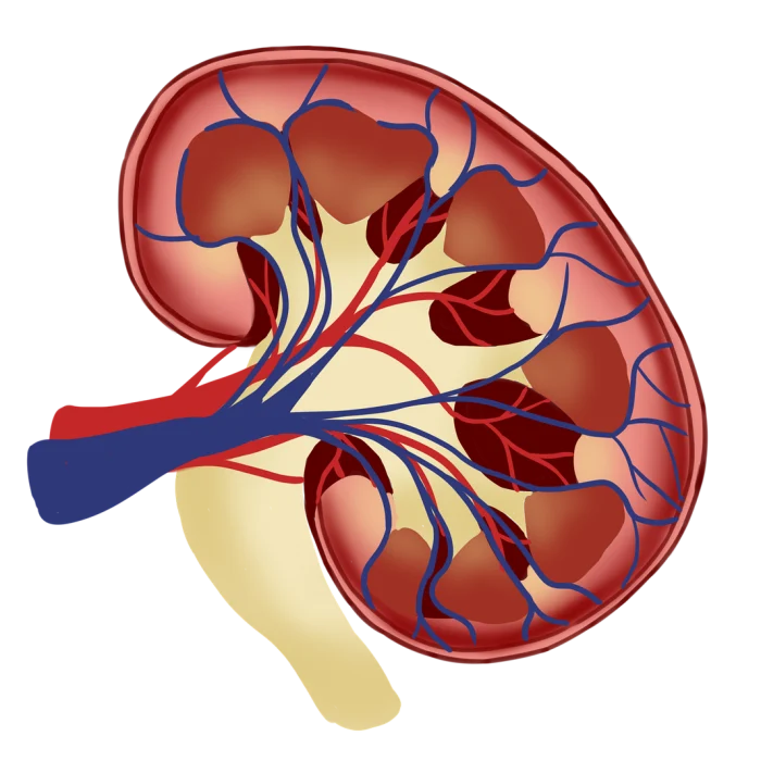 Cáncer de riñón: el diagnóstico muchas veces llega por sorpresa
