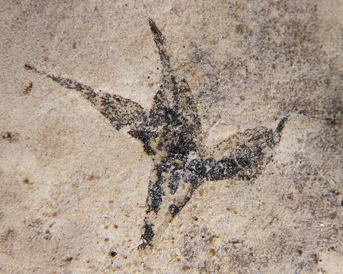 “Pequeña estrella del sur”: la flor más antigua de Argentina