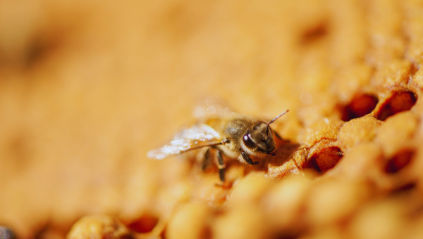 Caracterizan un virus que afecta a las abejas