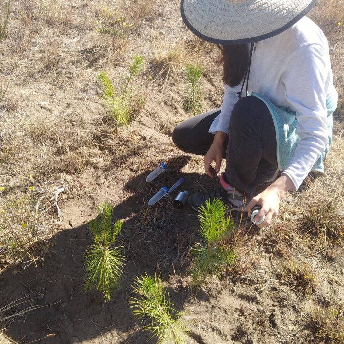 Estrategias innovadoras y ecológicas para combatir hormigas
