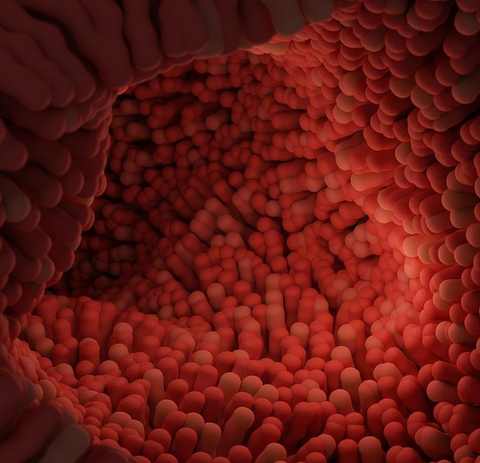La ciencia demostró cómo la microbiota influye en la salud mental
