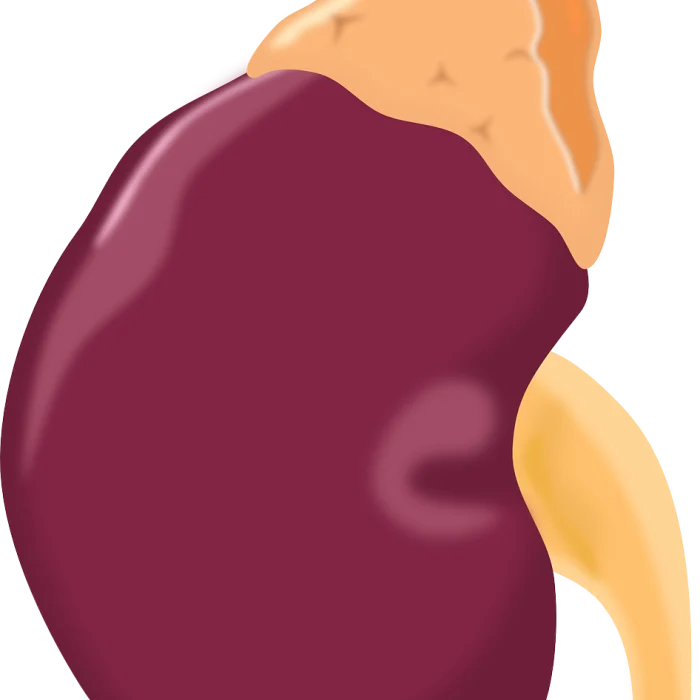 Estiman que para 2045 los casos de cáncer de riñón aumentarán en la Argentina más del 50%