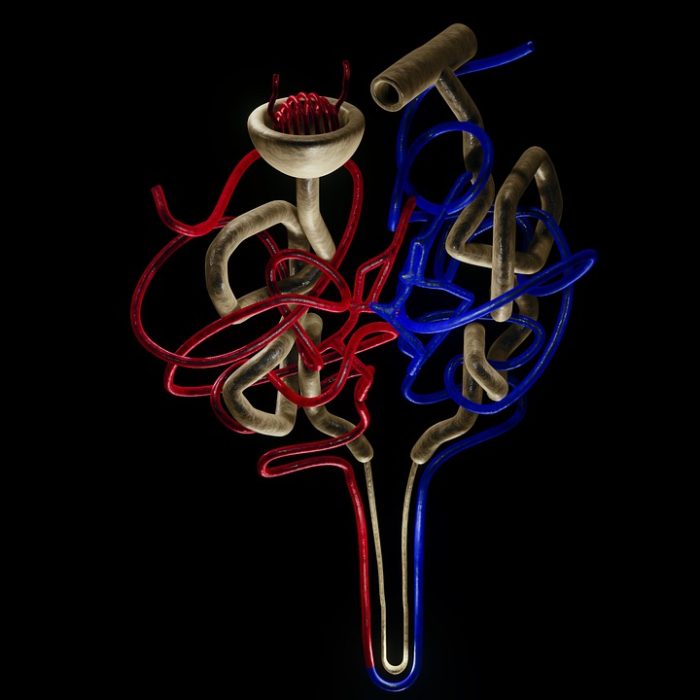 Cáncer renal: en Argentina se diagnostican más de 13 casos por día