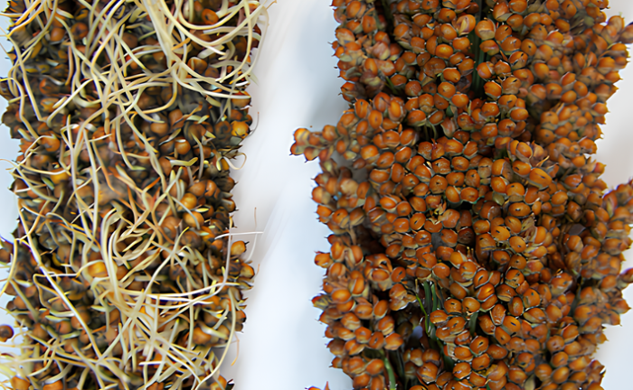 Avances científicos en sorgo: Identifican el origen genético de un grave problema