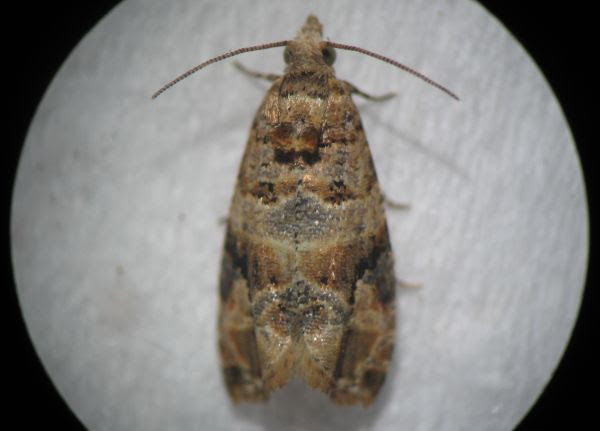 Silent, un desarrollo que busca controlar una plaga que afecta a la vitivinicultura