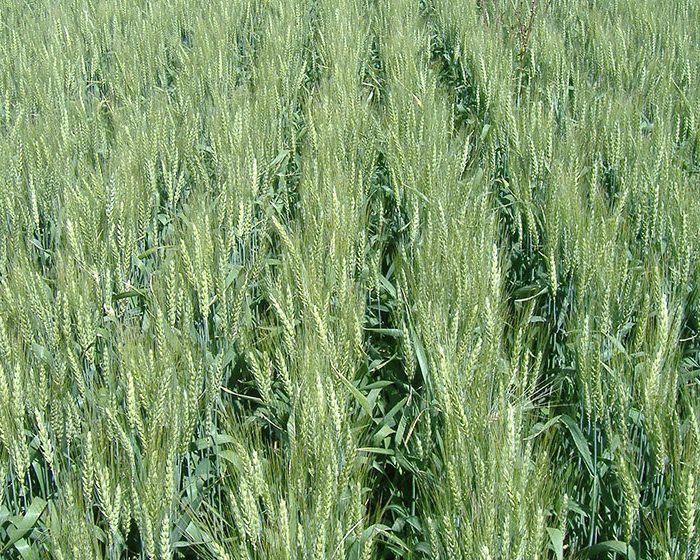 Científicos argentinos realizan descubrimiento clave para aumentar el rendimiento del trigo