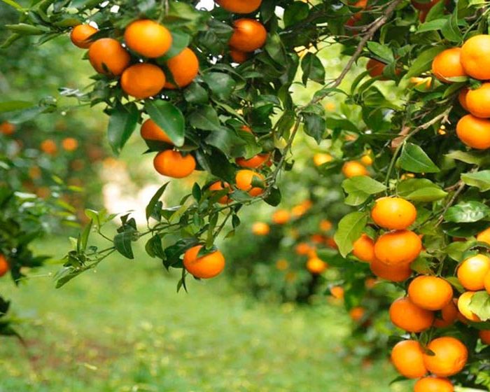 Biopesticida para combatir el HLB, la enfermedad que ataca a la producción de cítricos
