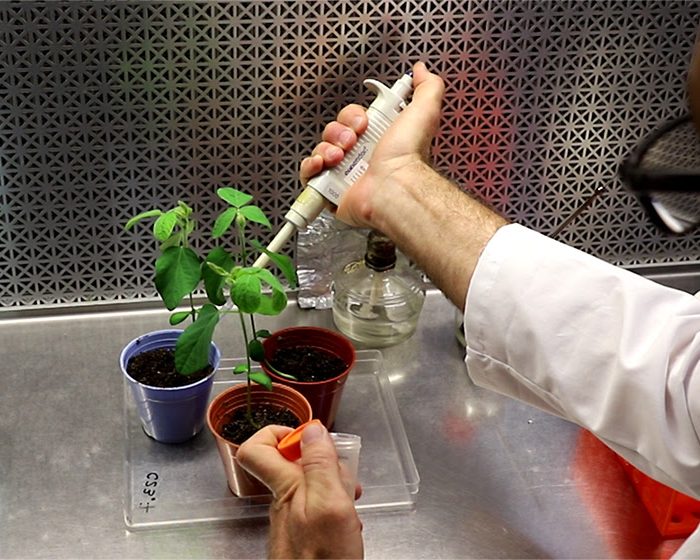 Ingeniería genética: mejorar biofertilizantes para aumentar la productividad agrícola
