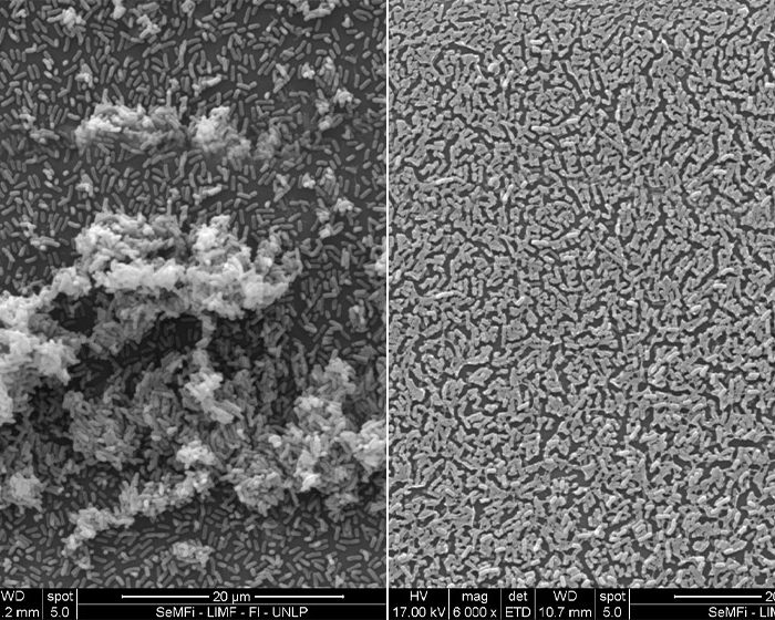 Describen la acción de dos sustancias para frenar la infección por una bacteria respiratoria