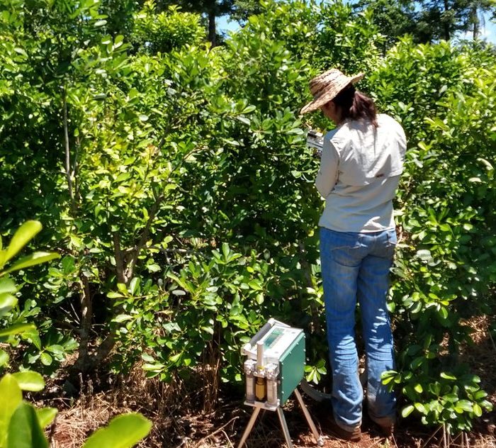 incorporación de otros árboles en las plantaciones de yerba mate para mejorar el rendimiento del cultivo