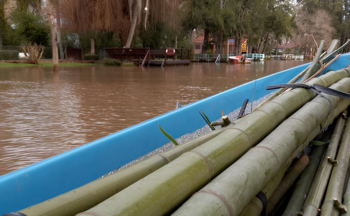 El bambú se expande entre las cabañas del Delta bonaerense