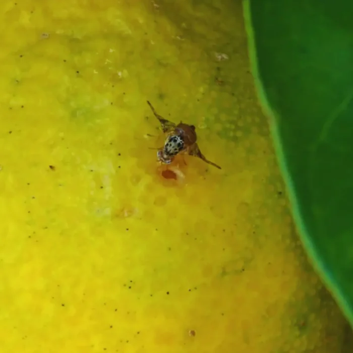 Estudian el comportamiento de la mosca de la fruta