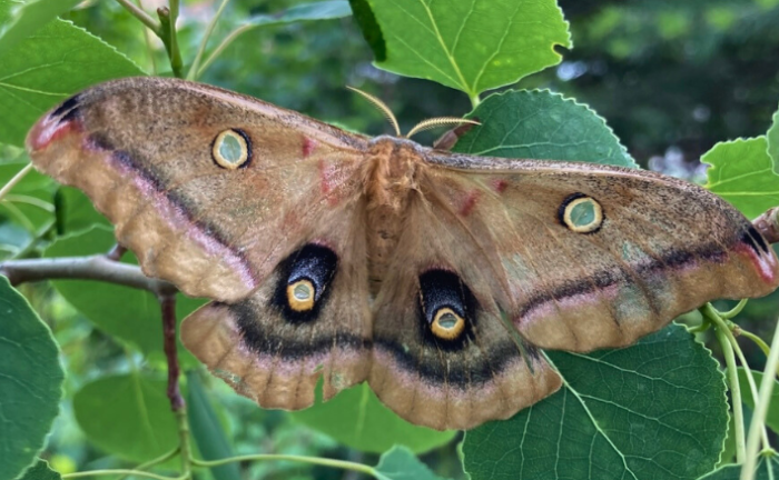 Invasión biológica letal: Cae al 17.5% la supervivencia de una especie nativa