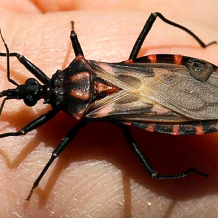 Un millón y medio de argentinos tienen Chagas