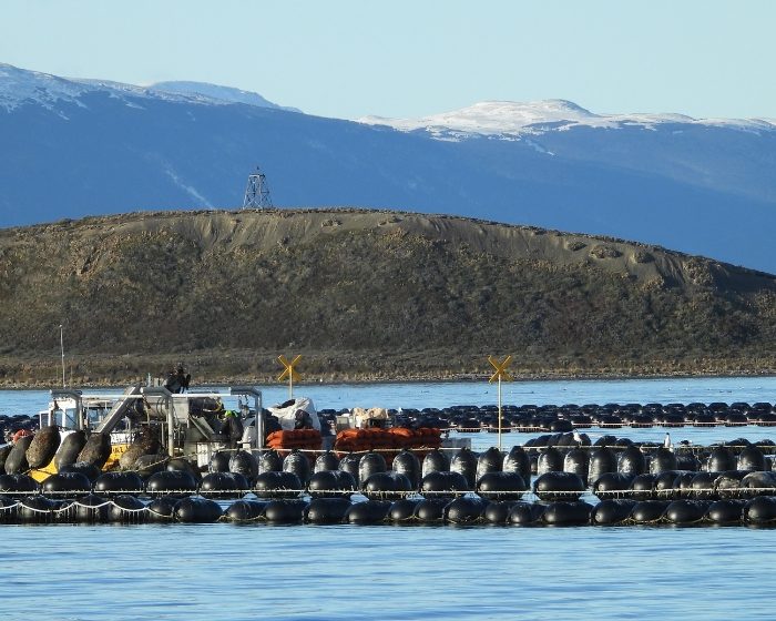 Especialistas del CONICET analizan el canal Beagle para el primer cultivo de mejillones a escala industrial